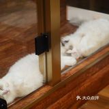 猫咖还能打桌游，这也太治愈了 