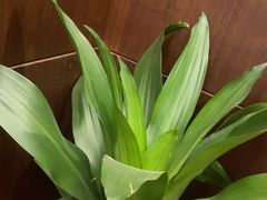 -王晓峰牙科(府前街院区)