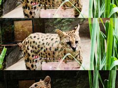 -清迈夜间动物园