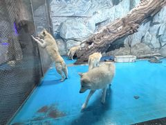 -泉城欧乐堡海洋极地世界