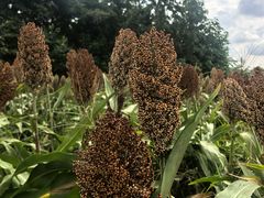 -三圣花乡旅游区