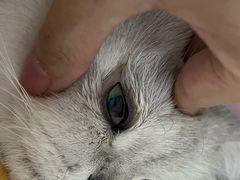 -芭比堂动物医院·犬猫全科·异宠专科(雁塔分院)