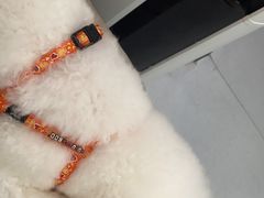 -瑞派雷欧宠物医院·中兽医·眼科·急重症转诊中心(黄台店)