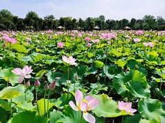 -武汉紫薇都市田园