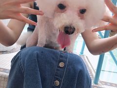 -PETKIT小佩宠物(古北店)