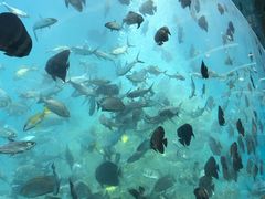 -瑞德姆美人鱼海底演艺主题餐厅(亚龙湾店)