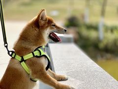 -文昌邓记清补凉(西沙路店)