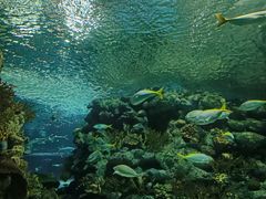 -上海海洋水族馆