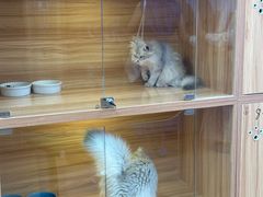-猫十亿·布偶金渐层·曼基康矮脚猫舍(青年路店)