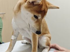 -宠颐生猫科·内科皮肤科(西平世纪城店)