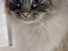 -喵的天空名猫咖啡馆·撸猫·猫舍·用品