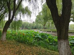 -荷花公园