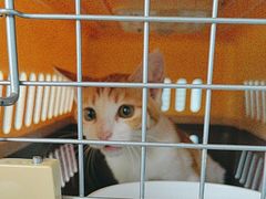 -瑞派福兴宠物医院犬猫全科·骨科·中西医结合(河东店)