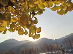 -千年银杏谷文化旅游区