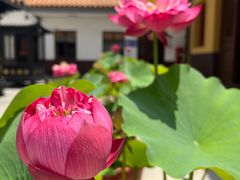 -龙音寺