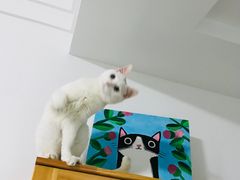 -伟伟宠物医院·瑞派猫友好医院·猫科(光谷店)