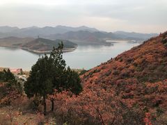 -望湖烤鱼