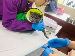 -思琪宠物医院(昆山花桥店)