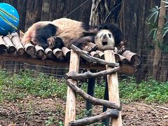 -深圳野生动物园