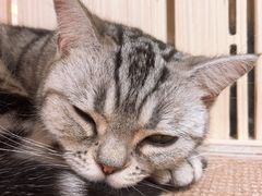 -猫和宫(六道口店)