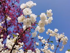 -天适樱花悠乐园