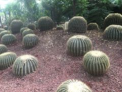 -呀路古热带植物园