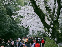 -武汉大学-樱园