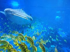 -成都浩海立方海洋公园