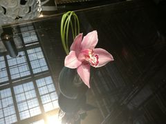 -行者书屋大堂吧 ·下午茶(南京圣和府邸酒店)