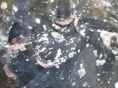 -庆岭迎宾园正宗活鱼馆