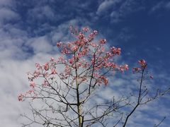 -云溪植物园