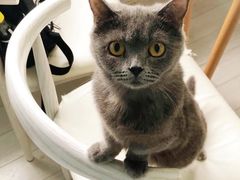 -喵的天空名猫咖啡馆·撸猫·猫舍·用品