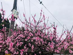 -桂溪生态公园
