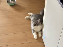 -御宝贝·A梦猫科宠物医院(国际猫友好医院)