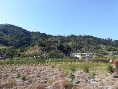 -福建土楼（华安）旅游区•大地土楼群