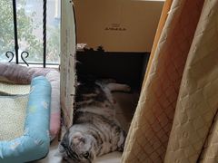 -美联众合爱康动物医院•复杂内科•肿瘤科•牙科•腔镜诊疗中心