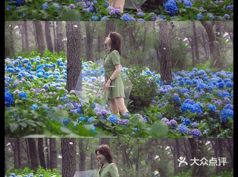 杭州绣球花打卡|无尽夏的夏天