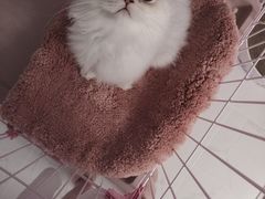 -东方名猫馆·英短金渐层布偶猫舍(环线广场1号楼店)