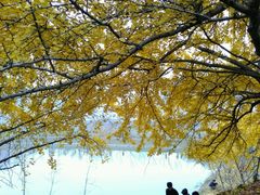 -千年银杏谷文化旅游区