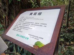 -呀诺达热带雨林