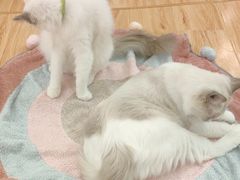-momokira米努特·德文卷毛猫·棉花面纱犬