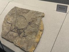 -辽宁古生物博物馆