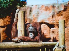 -杭州野生动物世界