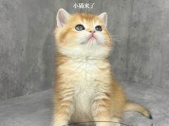 -小猫来了·猫舍(红山六九七九店)