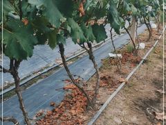 -马陆小张葡萄园农家乐