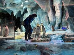 -帝企鹅自助餐厅•儿童岛•真企鹅(长隆企鹅酒店)