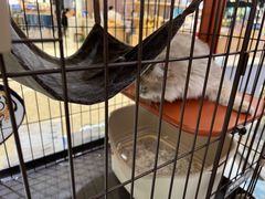 -1013 PET SHOP精品宠物商店(丁香店)