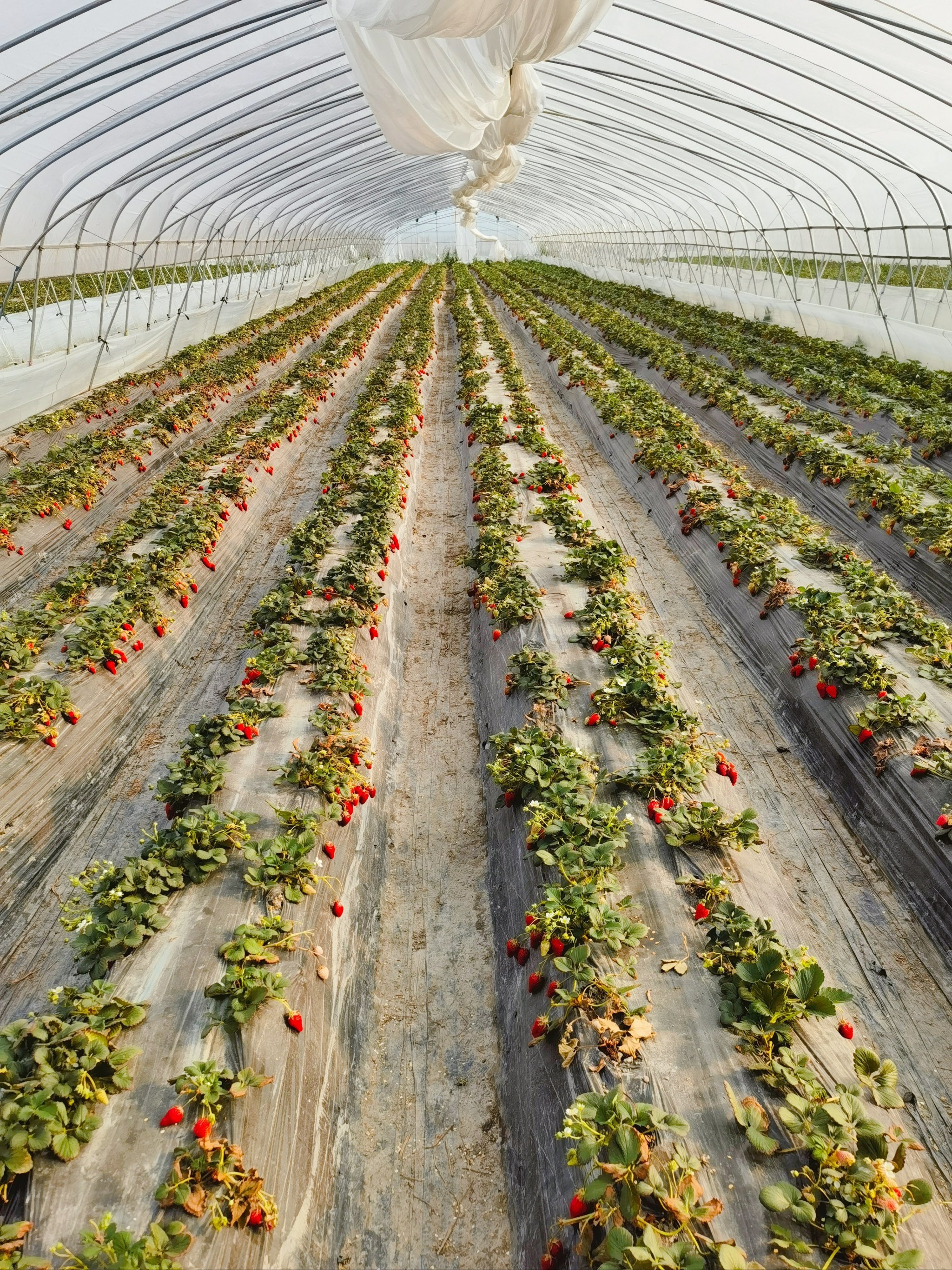 都市田园叙事诗🍓摘草莓‼️