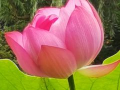 -陈家山荷花公园