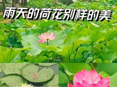 -大宁公园